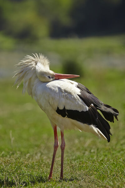 Stork