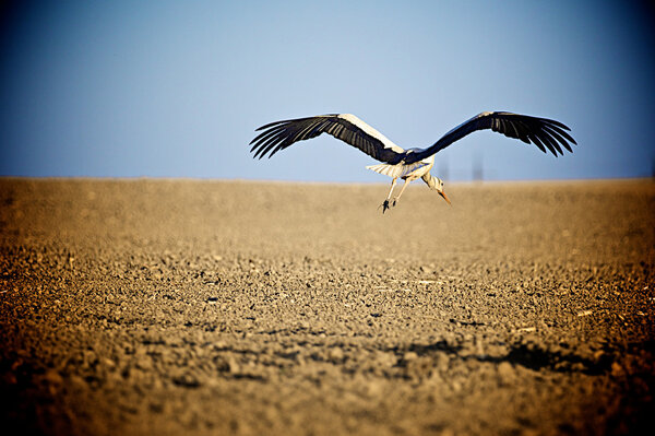 in flight over the field