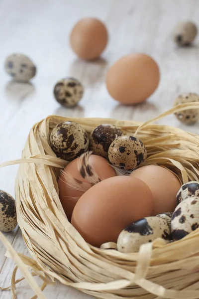 Eggs in nest on the table