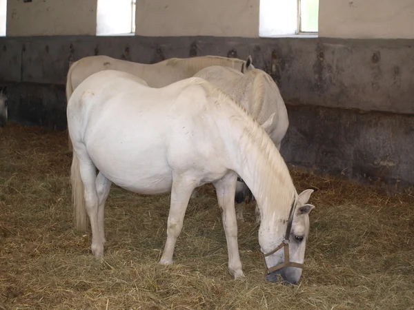 Cavalo branco Kladruby — Fotografia de Stock