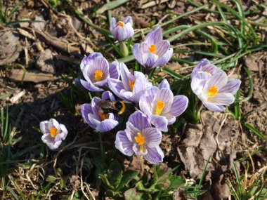 Bumblebee heather mor çiçekler ziyaret etti.