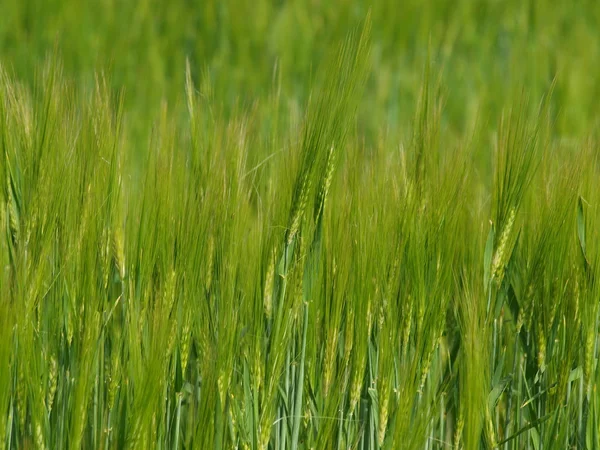 Field of green corn — Stock Photo, Image