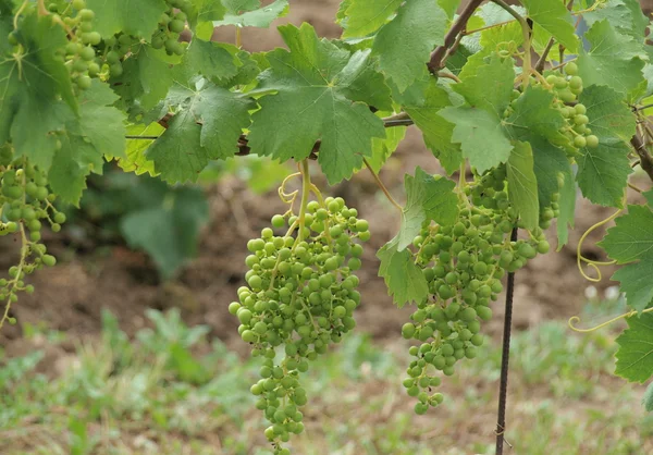 Zweig mit Weinrebe — Stockfoto