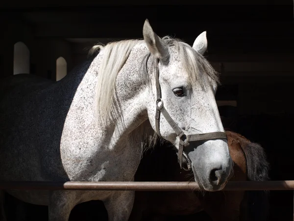 Кладрубийская лошадь смотрит из сарая — стоковое фото