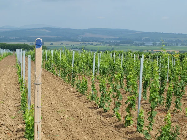 New vineyard landscape in the background — Stock Photo, Image