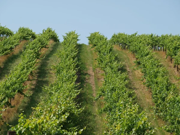 Slope vineyard against the blue sky — Stock Photo, Image