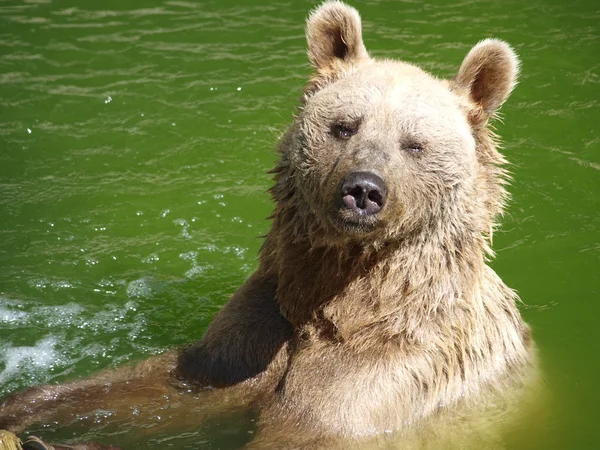 Letní medvěd koupel — Stock fotografie