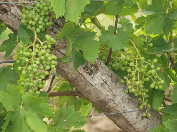 Zweig mit Weinrebe — Stockfoto