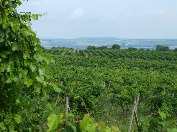View from the vineyards of the landscape — Stock Photo, Image