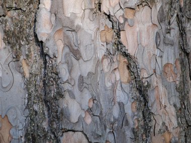 büyük çam kabuğu