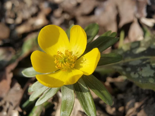 Po raz pierwszy wiosną żółte kwiaty — Zdjęcie stockowe