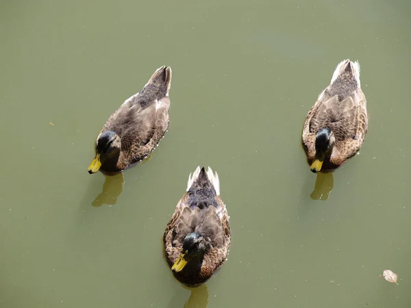 Dzikie kaczki na wodzie — Zdjęcie stockowe