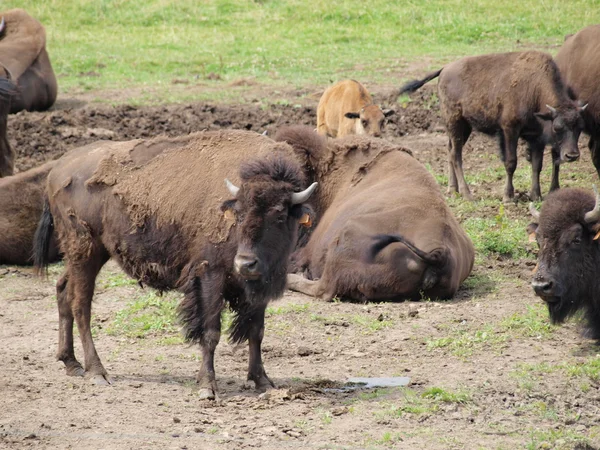 Bisonte che riposa nel pascolo — Foto Stock