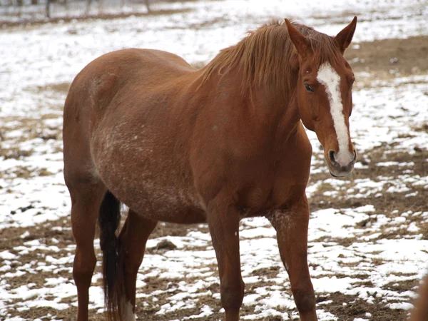 Barna ló téli legelőn — Stock Fotó