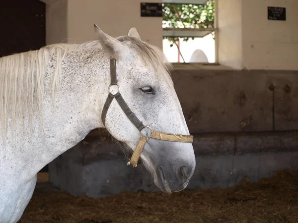 Kladruby white horse — Stock Photo, Image
