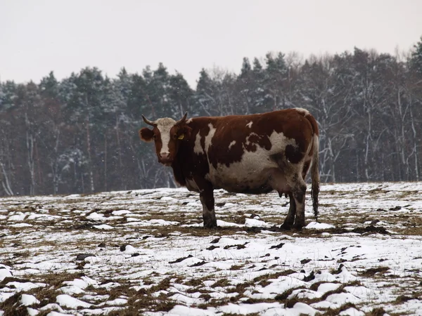 Brązowy - biały krowa — Zdjęcie stockowe