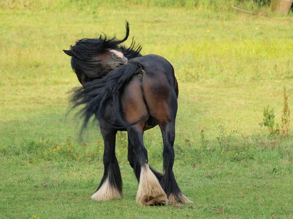 Irish Cob auf der Weide — Stockfoto