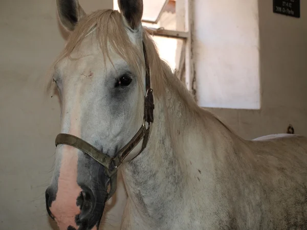 Cavalo branco Kladruby — Fotografia de Stock