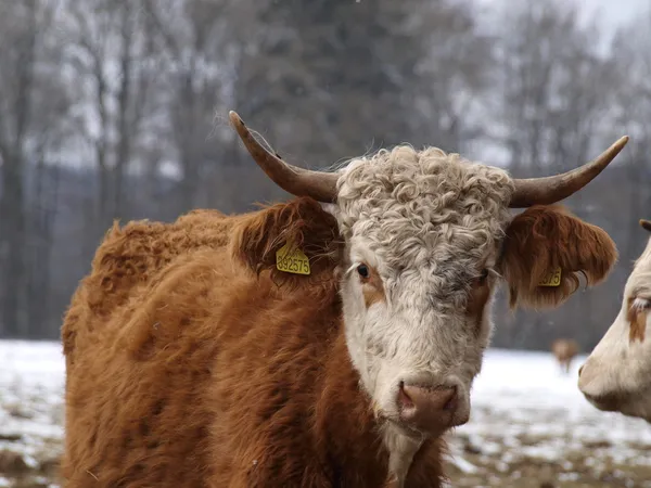 Brown -white cow — Stock Photo, Image