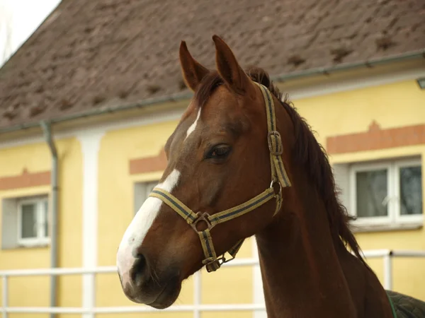Cavalo marrom em uma fazenda — Fotografia de Stock