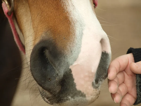 Fosas nasales de mano y caballo marrón — Foto de Stock