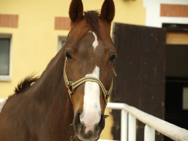 Cheval brun sur une ferme — Photo