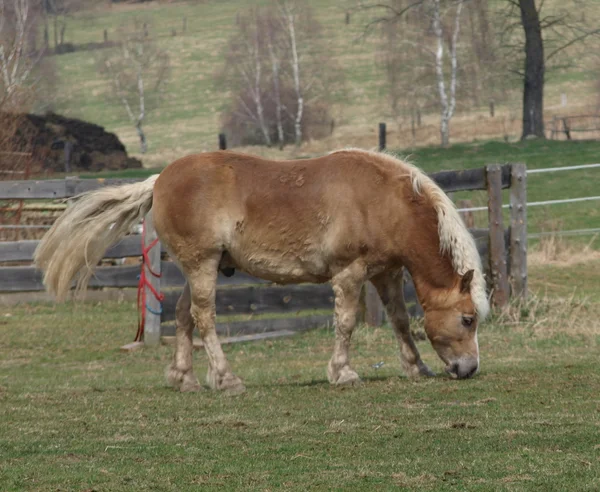 Καφέ haflinger άλογο σε βοσκότοπους άνοιξη — Φωτογραφία Αρχείου