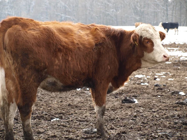 Brown -white cow — Stock Photo, Image