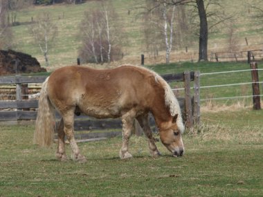 İlkbahar mera kahverengi haflinger ata