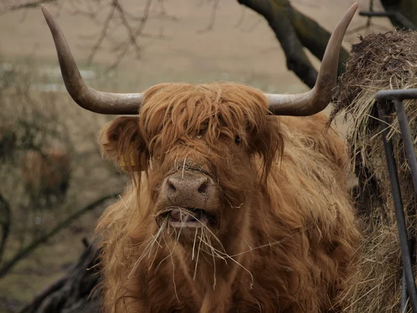 Mucca bruna che nutre fieno in una fattoria — Foto Stock