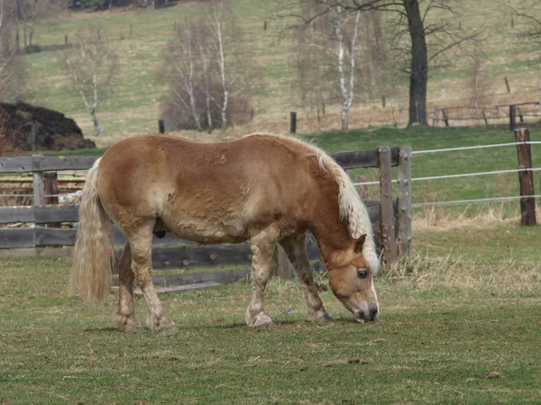 Haflinger brązowy konia na pastwisku wiosna — Zdjęcie stockowe