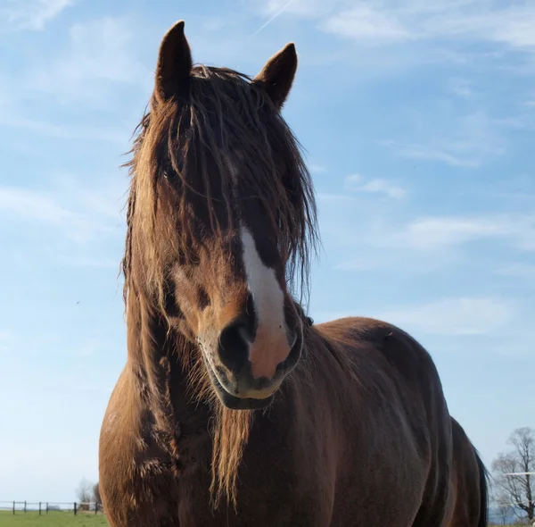 Retrato da cabeça de um cavalo — Fotografia de Stock