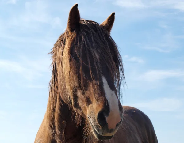 Retrato de una cabeza de caballo —  Fotos de Stock