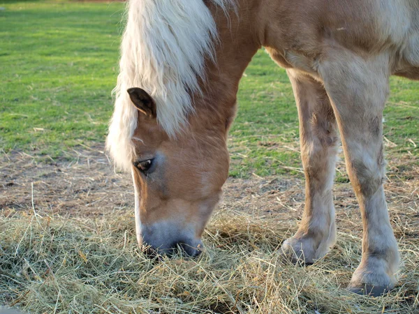干し草を食べる茶色の馬 — ストック写真