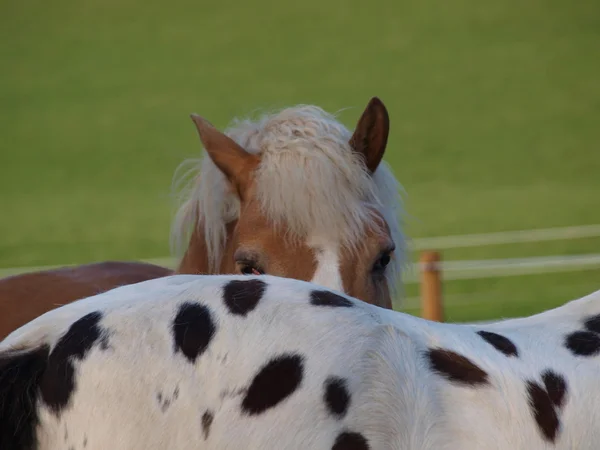 茶色とまだら馬 — ストック写真