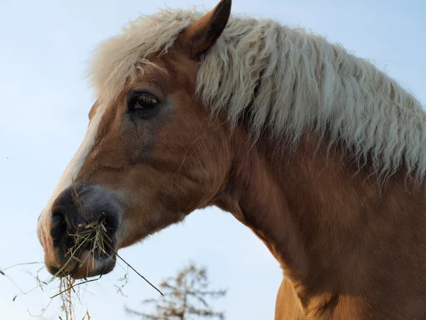 Koń brązowy jedzący siano — Zdjęcie stockowe