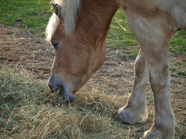 갈색 말 이 건초를 먹고 있다 — 스톡 사진