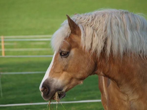 갈색 말 이 건초를 먹고 있다 — 스톡 사진