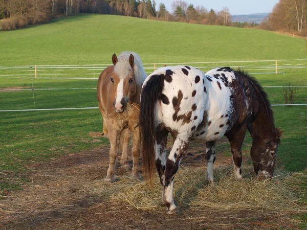 Brun och mjöliga häst äta hö — Stockfoto