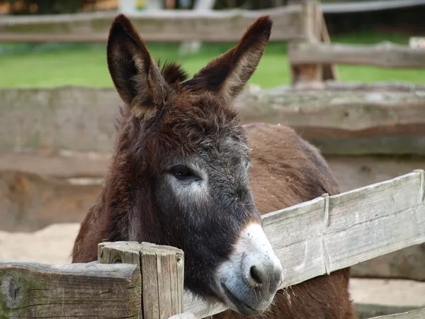 Donkey on the farm — Stock Photo, Image