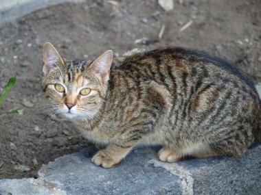 Genç tekir kedi