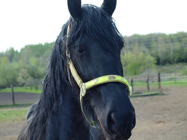 Black friesian horse — Stock Photo, Image