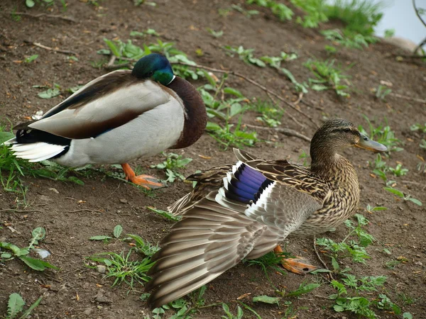 Wildenten am Teich — Stockfoto