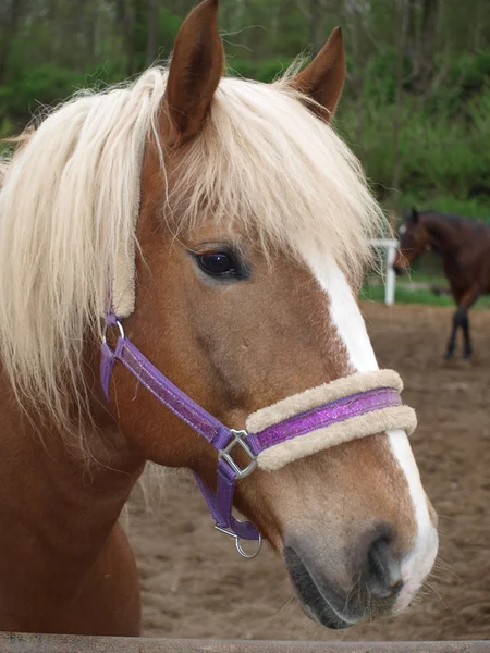 Koń brązowy — Zdjęcie stockowe