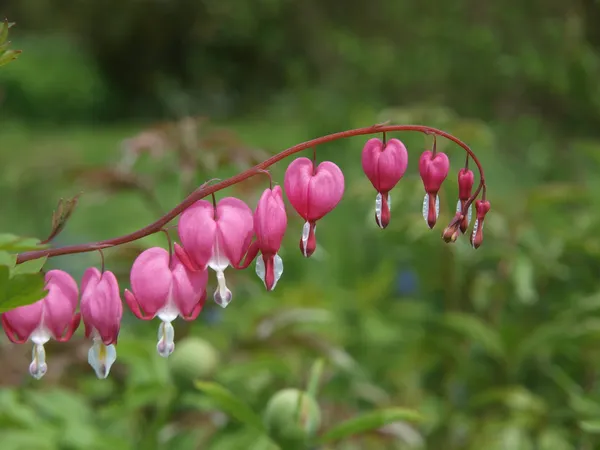 Spring Heart flower (Dicentra spectabilis) — Stock Photo, Image