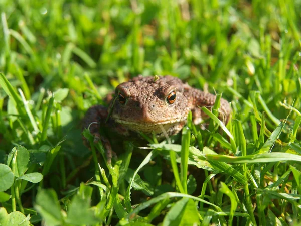 Лягушка - жаба в траве — стоковое фото