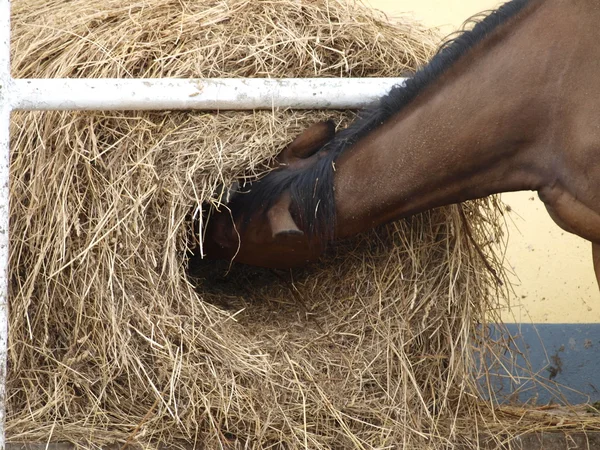 干し草を食べる茶色の馬 — ストック写真
