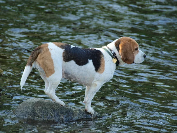 Kaya, Beagle ayakta su çevresinde