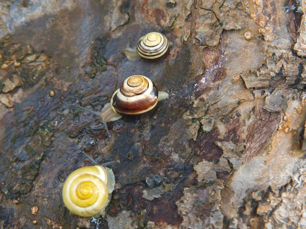 Caracoles en la corteza de un árbol — Foto de Stock