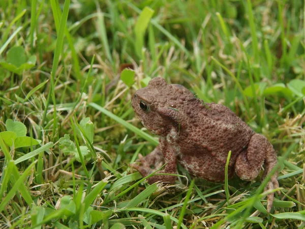Frog - toad in the grass — Stock Photo, Image